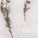 Helianthemum syriacum Otro