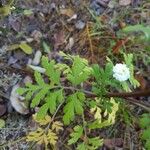 Tanacetum parthenium Hoja