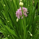 Allium angulosum Habit