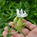 Silene armeria Blomst