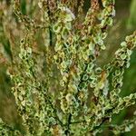 Rumex thyrsiflorus Fruit