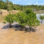 Rhizophora mangle Habit