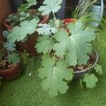 Macleaya cordataΦύλλο