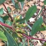 Eucalyptus camaldulensis Fruit