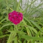 Dianthus barbatusЦвят