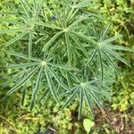 Lupinus angustifolius Likasa