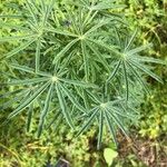 Lupinus angustifolius Levél