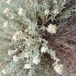 Teucrium dunense Flower