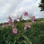 Impatiens glanduliferaKwiat