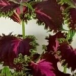 Coleus decurrens Leaf