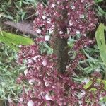 Urera baccifera Fruto