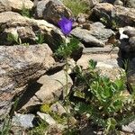 Campanula scheuchzeri موطن