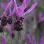 Lavandula stoechasFlower