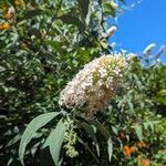 Buddleja albiflora Кветка