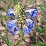 Salvia uliginosa Blomma