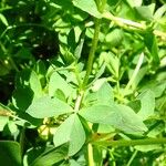 Lotus corniculatus Leaf