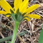Tithonia tubaeformis Blüte