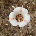 Calochortus venustus ᱵᱟᱦᱟ