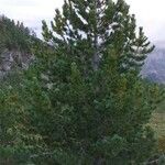 Pinus cembra عادت داشتن