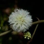 Senegalia paniculata Fleur