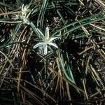 Leucocrinum montanum عادت