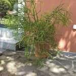 Psilotum nudum List