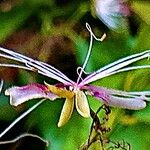 Capparis micracantha Flor