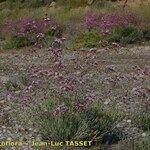 Limonium insigne Habit