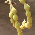 Erythrina abyssinica Fruit