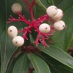 Cornus racemosa Frukto