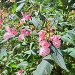 Impatiens glandulifera Квітка