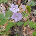 Phacelia bipinnatifida Flor