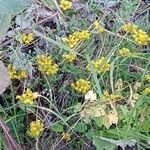 Petrosedum rupestre Hábito