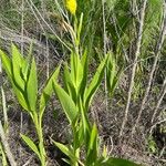 Canna flaccida Blatt