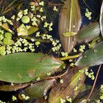 Potamogeton nodosus Leaf