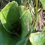 Neottia ovata Folha