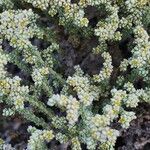 Herniaria fruticosa Квітка