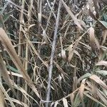 Arundo donax Bark