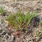 Plantago crassifolia Hoja