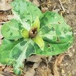 Trillium underwoodii Hostoa