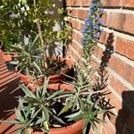 Echium webbii Elinympäristö