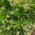 Ligustrum japonicum Агульны выгляд