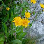 Hieracium villosum Flower