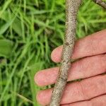 Salix myrsinifolia Rinde