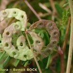 Hippocrepis multisiliquosa Frucht