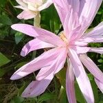 Colchicum autumnaleКветка