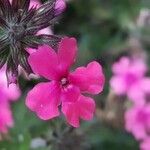 Verbena canadensis Žiedas