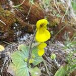 Calceolaria scapiflora Flor