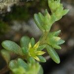 Sedum litoreum Virág