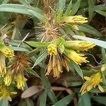 Pectis prostrata Flower